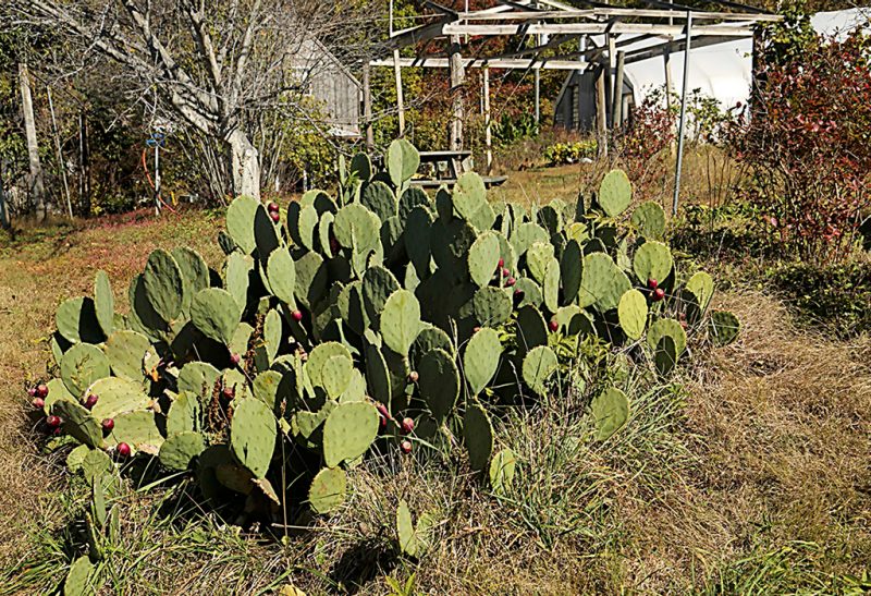 Large, wide light-green prickly pear cactus with several deep-red fruits and a rustic picnic table and building in the background.