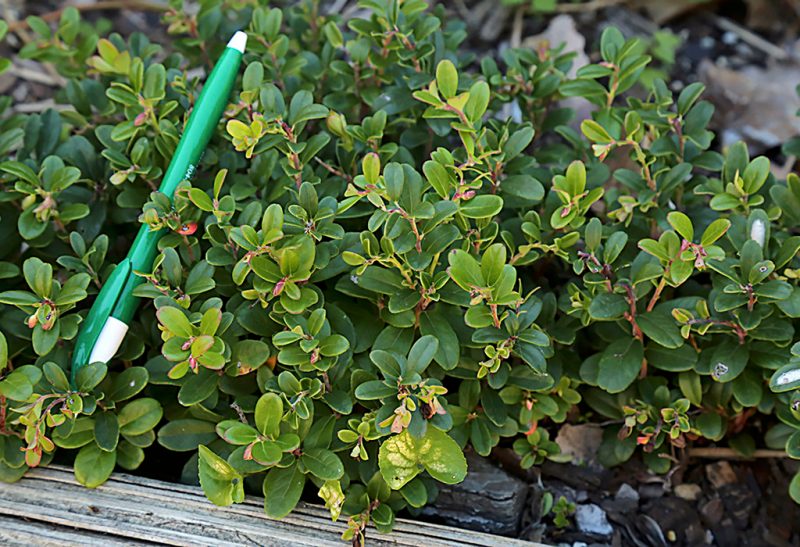 Close-up of a low-growing shrub with small leaves in various shades of green. At left is a green and white pen placed on shrub for perspective.