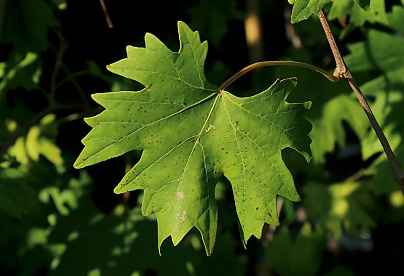 Close-up of a grape leaf, roughly shaped like a heart but with multiple deep lobes.