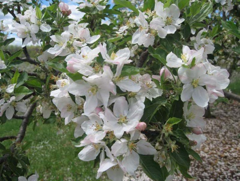 Image of white flowers.