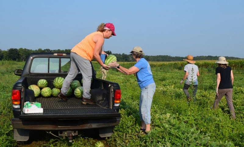 Hanover County Master Gardener Volunteers working together to glean watermelons into a pickup truck bed.