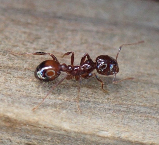 A hybrid fire ant crawling on wood 