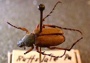 JPG, Rose chafer