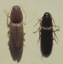Image 1 click beetle