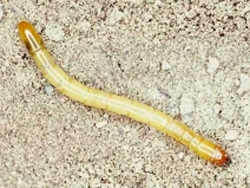 Image 2 click beetle larvae