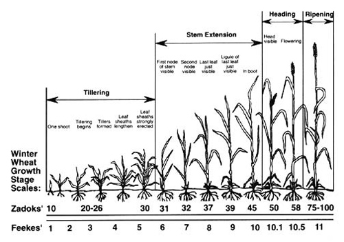 Nitrogen Fertilization of Winter Barley: Principles and Recommendations ...