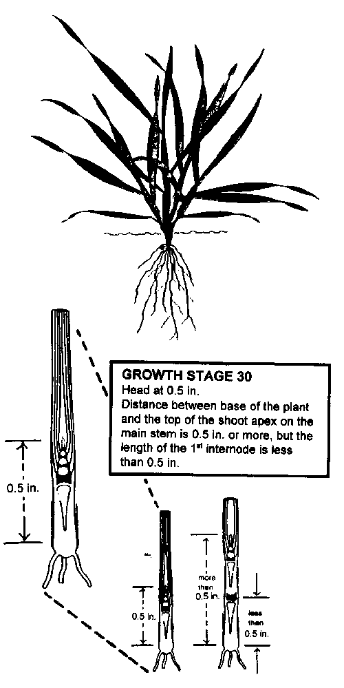 Nitrogen Fertilization Of Winter Barley: Principles And Recommendations 