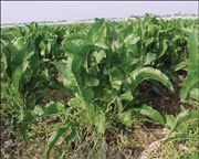 figure1.jpg