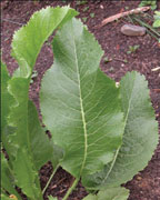 figure5b.jpg