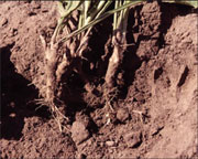 figure9a.jpg
