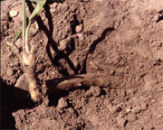 figure9b.jpg