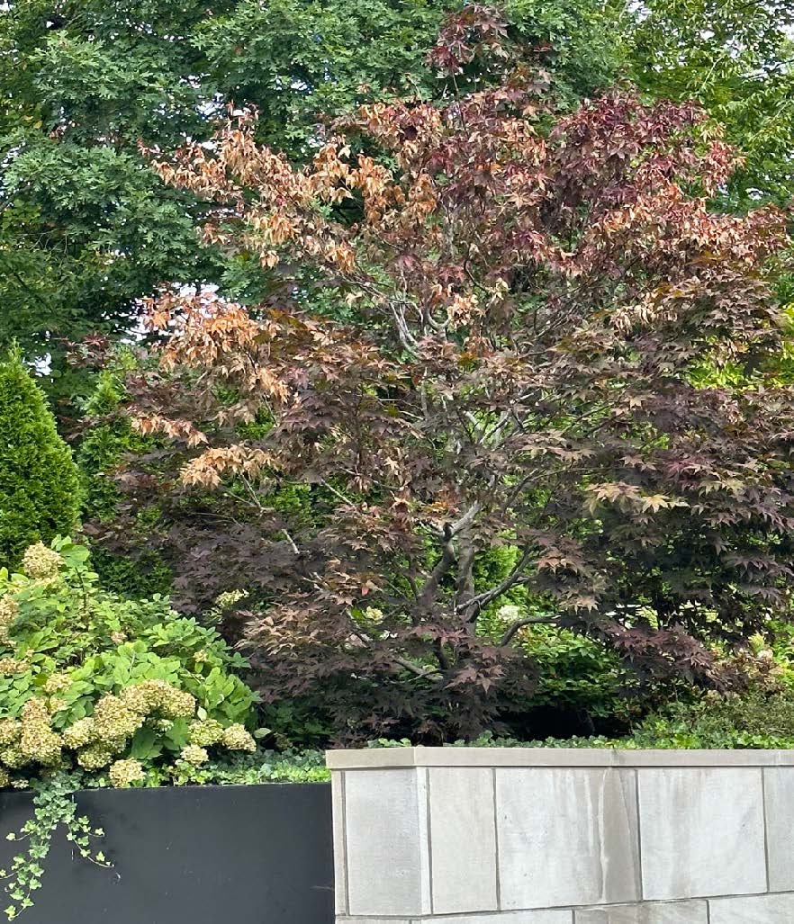 a Japanese Maple amongst other greenery and behind a retaining wall