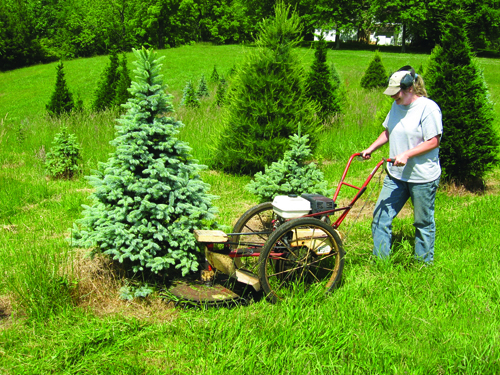 Powell River Project - Growing Christmas Trees on Reclaimed Surface-mined Land | VCE ...