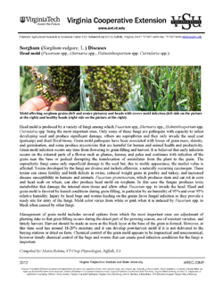 Cover, Sorghum (Sorghum vulgare, L.) Diseases Head mold (Fusarium spp, Alternaria spp., Helminthosporium spp. Curvularia spp.)