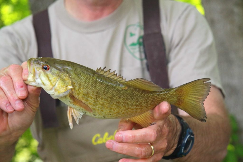 Roanoke logperch delisted – U.S. Fish and Wildlife Service (.gov)