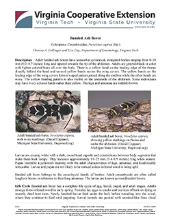 Cover, Banded Ash Borer