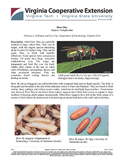 Cover, Blow Flies