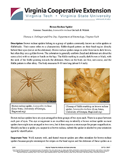 cover, Brown Recluse Spider