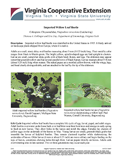 cover, Imported Willow Leaf Beetle