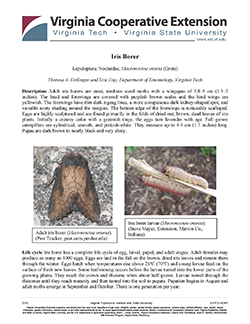 Cover, Iris Borer
