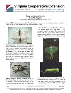 Cover, Large and unusual Insects Found in Virginia