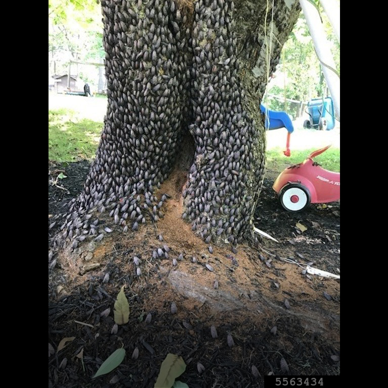 Tree trunk covered in adult spotted lanternflies.