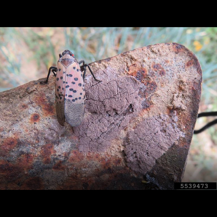Spotted lanternfly adult and egg masses on a garden tool