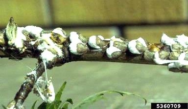 Figure 1, A branch covered with many scale insects.