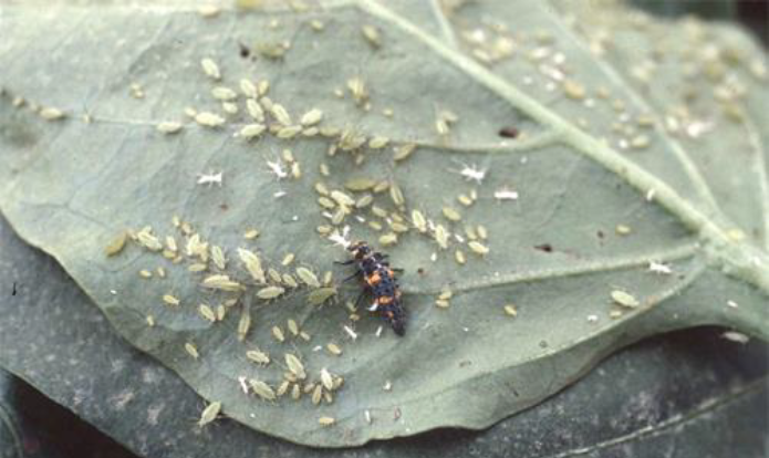 photo of ladybird beetle larva and potato aphids on pepper.