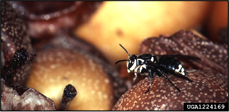 A baldfaced aerial yellowjacket rests on a pile of over ripe pears.