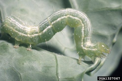 An image of a cabbage looper larvae crawling on a cabbage leaf.