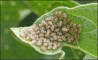 A large number of eggplant lacebug nymphs are clustered at the tip of a leaf.