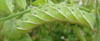 Up-close image of a green caterpillar with white and black accent marks, diagonal lines and dots crawling horizontally and upside down.