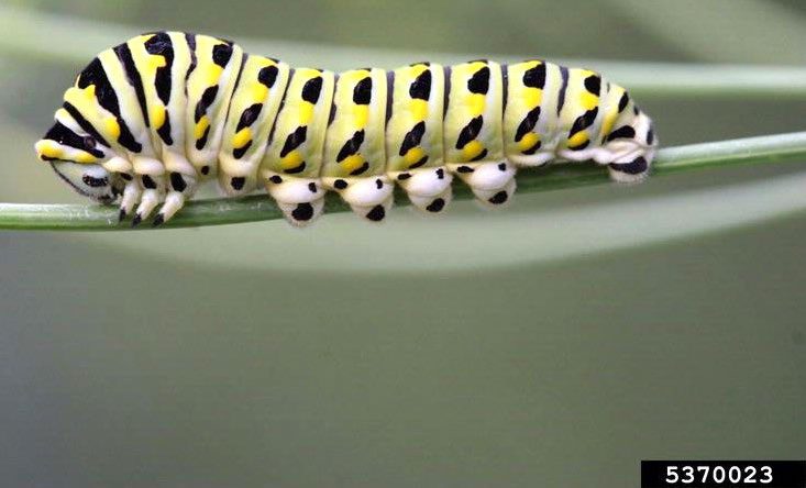 Figure 2, A stripped caterpillar rests on a stem.