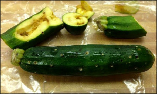 Several zucchini fruit on a table have multiple holes in the skin and have been partially hollowed by pickleworm larvae feeding on them.
