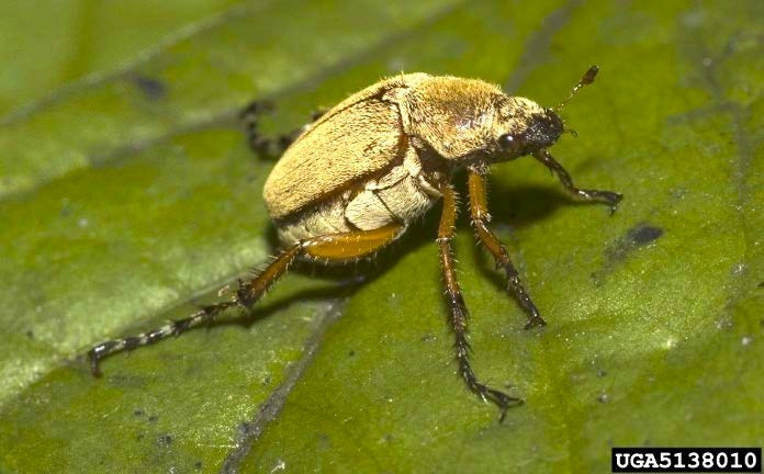 Figure 1, A fuzzy beetle rests on a leaf with its legs and antennae extended.