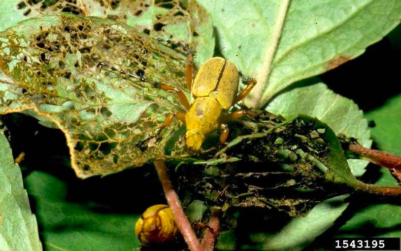 Figure 2, A beetle rests on a leaf with numerous holes chewed in it. Another beetle rests on a lower stem.