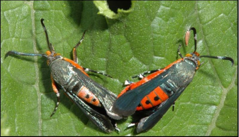 Mating squash vine borer adults with orange body and black wings