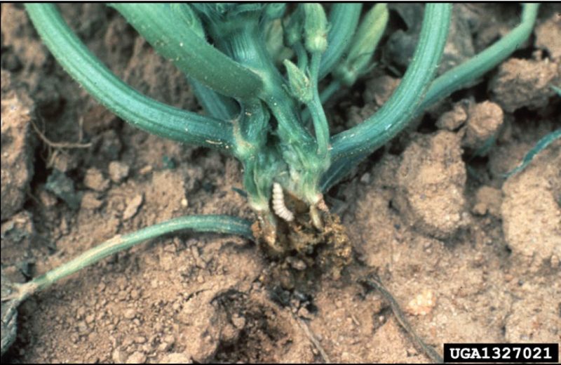 Base of infested curcubit plant with a squash vine borer larva