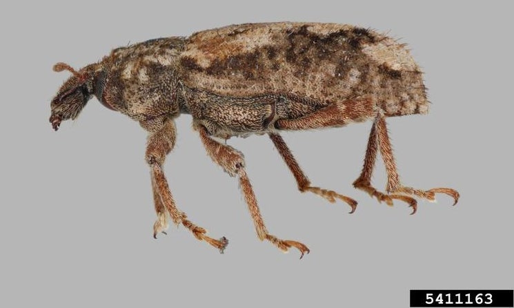 Figure 2, An adult vegetable weevil as seen from the side.