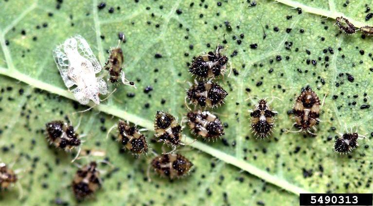 Figure 2, An adult lace bug stands beside multiple immature nymphs on a leaf marked with their distinctive droppings.