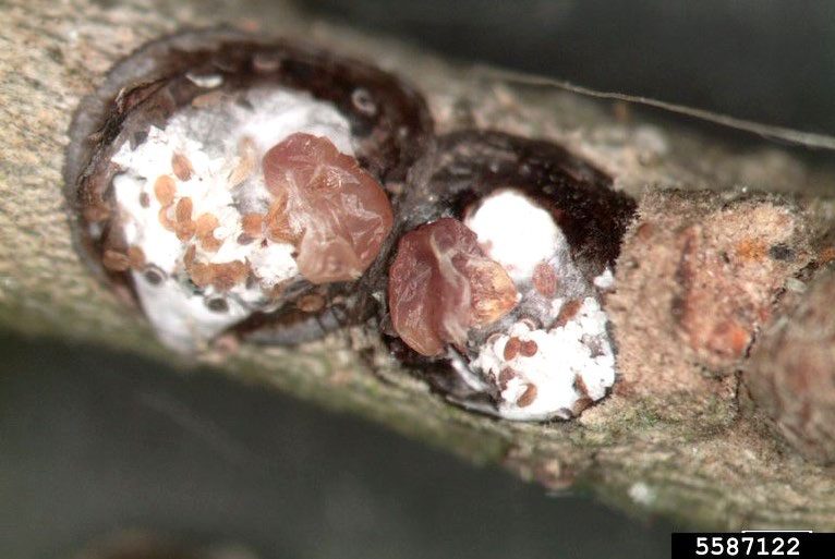 Figure 2, Two adult female scale insects on a twig without their protective covers, exposing their soft bodies and offspring.