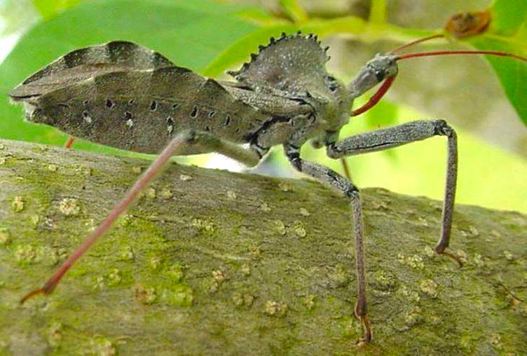 Figure 1, A large adult wheel bug with a characteristic "cogwheel"-shape behind the head rests on a branch.