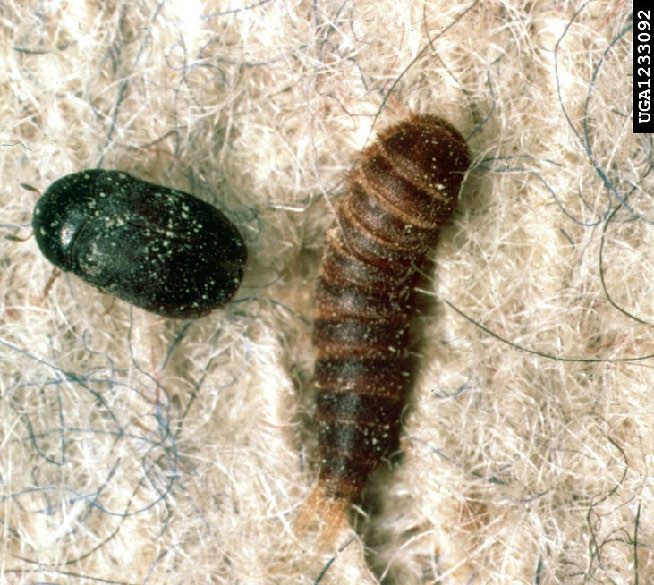 Figure 2, An adult beetle rests on a wool fabric beside a larval specimen.