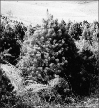 a black and white photo of Scotch pine 