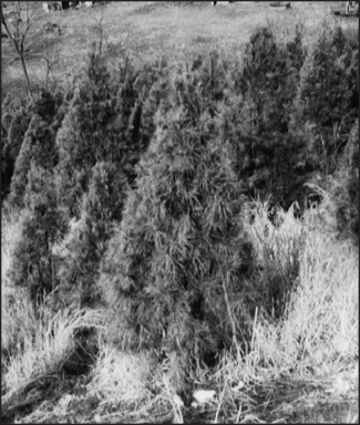 a black and white photo of Virginia pine
