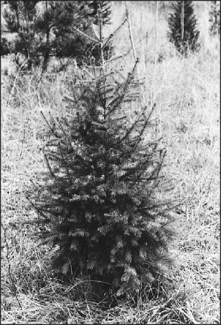 a black and white photo of Douglas fir