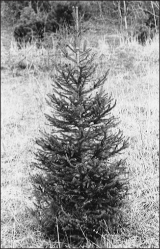 a black and white photo of Norway spruce