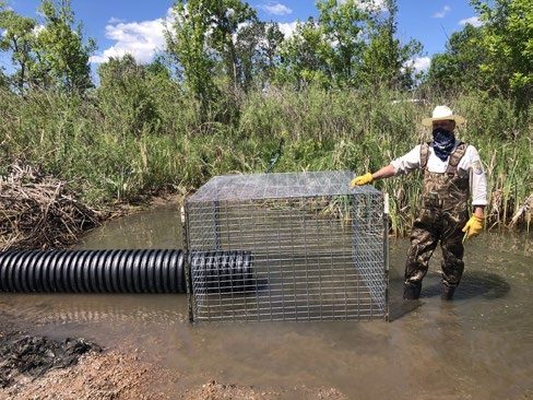 Man standing ankle-deep in water with hand on top of a cage made of wire fencing. A culvert pipe is inserted at the bottom of the cage; the cage protects the end of the pipe from being blocked with debris. 