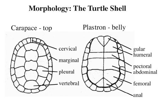 Illustration of turtle shell morphology featuring the carapace (top) and plastron (belly).